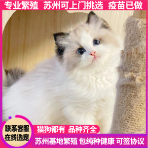 苏州宠物基地出售纯种布偶猫蓝双海双英短猫金渐层银渐层宠物猫