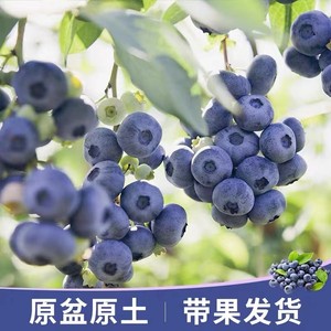 蓝莓树果苗盆栽带花带果地栽庭院果树南方北方种植当年结果蓝莓苗