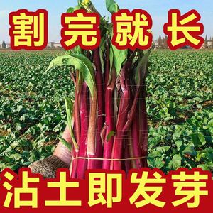 十月红菜苔种子 改良高产 过冬蔬菜 春季秋季种植 阳台抗病寒种籽