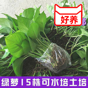 绿萝水培土培散苗办公室新房绿箩植物盆栽吊兰花卉包邮