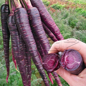 紫胡萝卜种籽黑胡萝卜种子紫黑色紫人参秋季四季盆栽农家蔬菜种孑 阿里巴巴找货神器