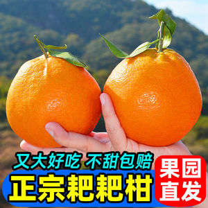 四川春见耙耙柑眉山当季新鲜水果橘子3斤特级杷杷柑丑桔整箱包邮