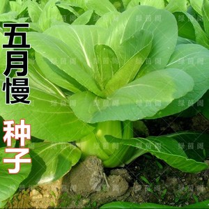 五月慢菜种子小青菜白菜鸡毛菜苏州青油菜籽耐热耐寒四季蔬菜种孑 阿里巴巴找货神器 五月慢菜种子小青菜白菜鸡毛菜苏州青油菜籽耐热耐寒四季蔬菜种孑 阿里巴巴找货神器