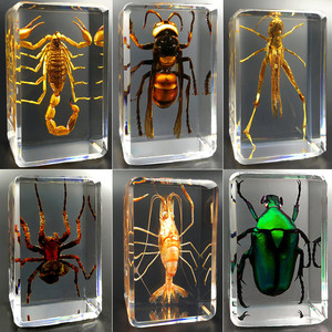 真实昆虫标本透明树脂创意小摆件幼儿园教学观察玩具蝎子蜘蛛甲虫