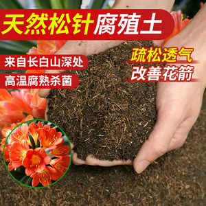 天然松针腐殖土腐叶土君子兰兰花专用营养土养花专用通用疏松透气