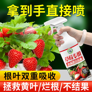 草莓专用营养液草莓肥料专用肥免稀释营养液家用盆栽有机液体肥料