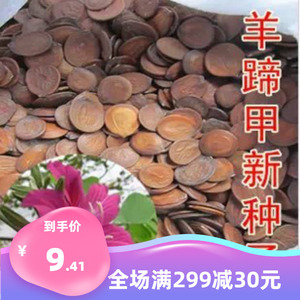 出售羊蹄甲种子 紫荆种子 玲甲花种子洋紫荆种子香港市花花树种子