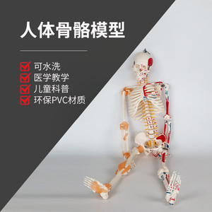 3B高品质医学人体骨骼模型骨架骷髅全身带肌肉教学结构仿真成人