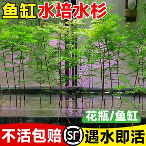 水杉水培鱼缸造景溪流缸水杉盆栽盆景鱼池水生植物绿植水草室内外