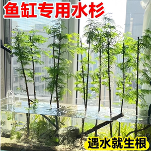 水杉水培鱼缸造景溪流缸水杉盆栽盆景鱼池水生植物绿植水草室内外