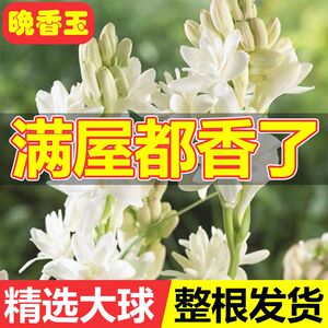 重瓣晚香玉种球盆栽夜来香浓香型鲜切花卉植物郁金香香水百合花苗