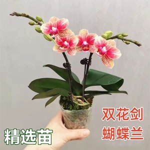 双花剑蝴蝶兰盆栽兰花大苗带花剑带花苞四季开花室内花好养易成活