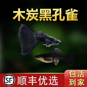 木炭黑孔雀孔雀鱼热带观赏活鱼好养斑马淡水天使小型红绿灯科小鱼
