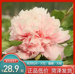 大根牡丹 大根牡丹品牌 价格 阿里巴巴 大根牡丹 大根牡丹品牌 价格 阿里巴巴