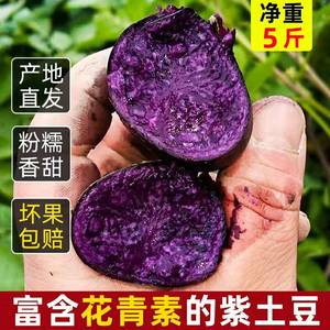 云南高原紫土豆新鲜现挖现发黑土豆紫心马铃薯紫洋芋净重5斤包邮