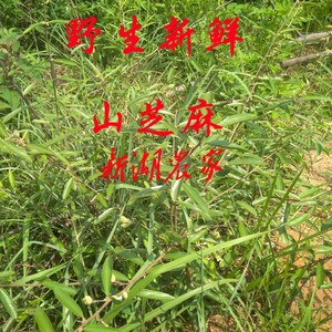 新鲜山芝麻草 山油麻岗油麻大山麻 全草根枝叶 500克包邮