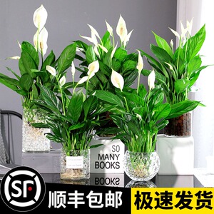 红掌花室内四季 红掌花室内四季品牌 价格 阿里巴巴