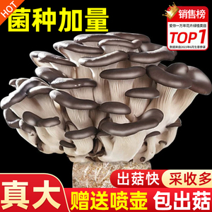 蘑菇种植包新鲜菌种植菌菇包黑平菇蘑菇可食用菌菇棒盆栽家庭自种