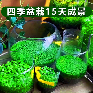 水草种子生态 玻璃瓶真植物种子盆栽套餐培绿植装饰草缸鱼缸造景