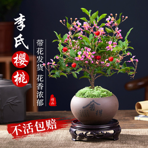 台湾李氏樱桃盆景小盆栽带花结果可食果树室内花卉绿植物四季好养