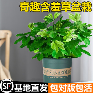 害羞草种子含羞草盆栽植物套餐阳台绿植花卉种子薄荷种籽四季易种