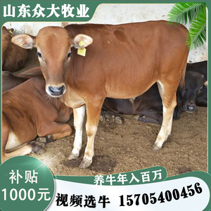 肉牛犊活体黄牛犊牛苗改良肉牛出售西门塔尔牛崽利木赞纯种杂交牛