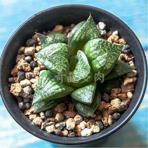 唐草十二卷 淘宝拼多多热销唐草十二卷货源拿货 阿里巴巴货源