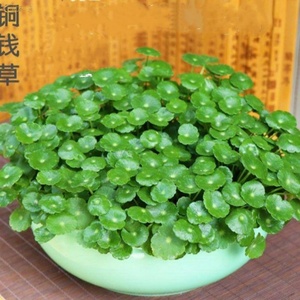 盆栽适合水培的植物水养专用水槽家用摆件铜钱草大叶子特大水盆 阿里巴巴找货神器 盆栽适合水培的植物水养专用水槽家用摆件铜钱草大叶子特大水盆 阿里巴巴找货神器