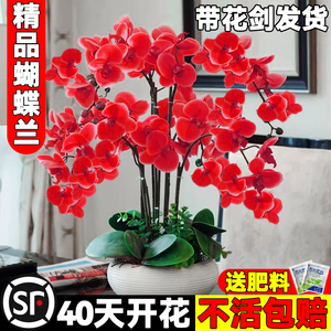 蝴蝶兰花苗带花剑带花苞盆栽兰花大苗客厅室内植物花卉四季好养活