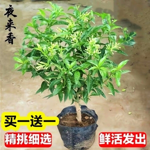 夜来香花树苗九里香夜来香盆栽花卉植物室内驱蚊花苗浓香四季开花