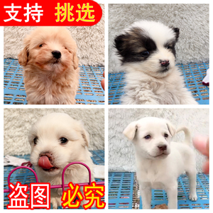 小白猫活 小白猫活品牌 价格 阿里巴巴