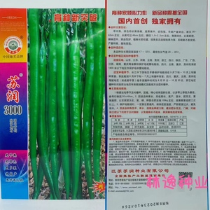苏润3000种子特长果条椒种子绿色早中熟条椒高产辣椒种子基地用种