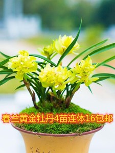 翠玉牡丹兰花 翠玉牡丹兰花品牌 价格 阿里巴巴 翠玉牡丹兰花 翠玉牡丹兰花品牌 价格 阿里巴巴