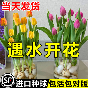 郁金香种球水培花卉阳台四季开花好养活绿植水仙花风信子鲜花盆栽