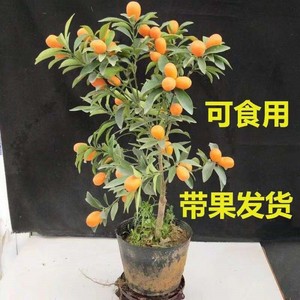 沙糖桔子橘子苗脆皮金桔树苗南方北方四季盆栽种植水果苗带果发货