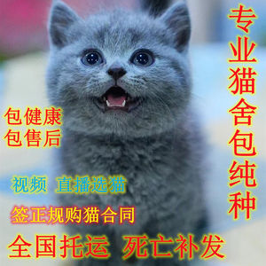 纯种蓝猫幼猫幼崽英国短毛猫活体宠物矮脚猫折耳猫猫咪便宜网红