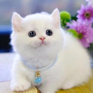 中华田园猫便宜小猫咪狸花猫幼崽黑白奶牛猫活体小橘白猫幼猫白猫