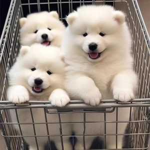 纯种萨摩耶幼犬微笑天使大白熊巨型活体白色雪橇犬家养小宠物真狗