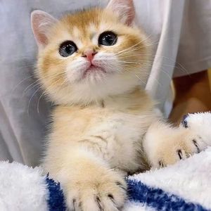 金渐猫咪宠物猫银渐英短幼猫可爱幼崽英国蓝猫小猫咪长毛便宜