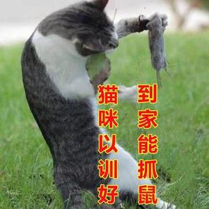 中华田园猫便宜小花猫2-3个月抓老鼠狸猫活体纯白小猫咪活体梨花