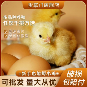 受精鸡蛋种蛋可孵化小鸡可以能孵出的土鸡五黑芦花青脚麻珍珠鸡蛋