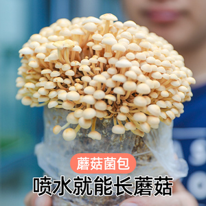 蘑菇菌包菌菇种植包平菇香菇灵芝磨菇种金针菇自种菌种家庭家种