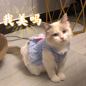 猫咪衣服夏季泰迪博美宠物可爱蓝猫英短幼猫蕾丝公主裙小型犬裙子