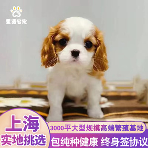 纯种查理王骑士小猎犬活体宠物狗幼犬 血统犬舍 上海可实地挑选