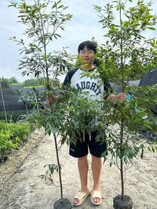 金丝楠木树苗正宗小叶四川北方奇楠沉香木海南黄花梨树苗小叶紫檀