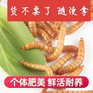 面包虫活体芦丁鸡饲料黄粉虫活虫柯尔鸭鹦鹉鱼龙鱼乌龟画眉鸟石蛙