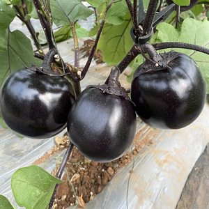 紫圆茄子种子黑紫色茄子种籽大全阳台盆栽特大茄子种子青圆茄种子
