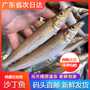 沙丁鱼新鲜鲜活当天海捕广东沿海水产深海鱼梭子鱼500g野生沙尖鱼