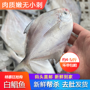 小白鲳鱼新鲜鲜活冷冻特大海鲜水产鲜活银鲳鱼深海鱼500g广东