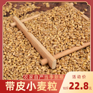 23年新小麦粒麦子小麦种子小麦草种子食用麦芽糖小麦苗榨汁10斤装